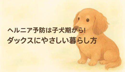 ヘルニア予防は子犬期から！ダックスにやさしい暮らし方