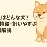 柴犬とはどんな犬？性格・特徴・飼いやすさを徹底解説