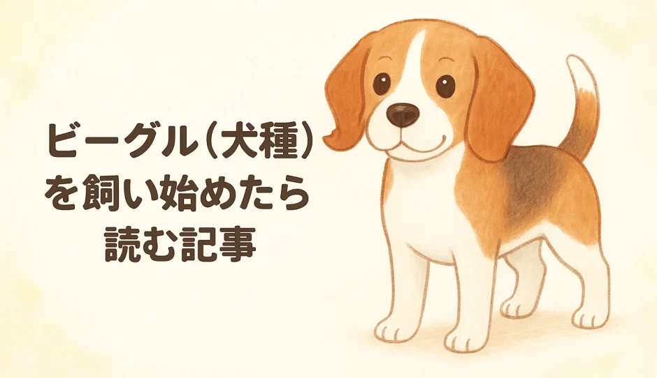 ビーグルとはどんな犬？性格と特徴を正しく理解しよう