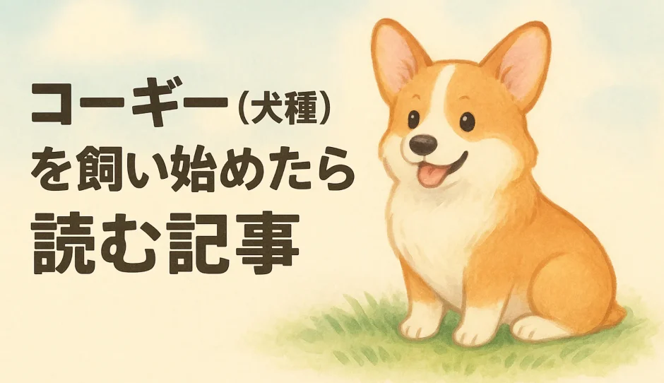 コーギーとはどんな犬？性格・特徴・飼いやすさを徹底解説