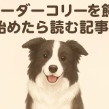 ボーダーコリーとはどんな犬？性格・特徴・飼いやすさを徹底解説