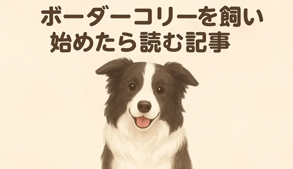 ボーダーコリーとはどんな犬？性格・特徴・飼いやすさを徹底解説