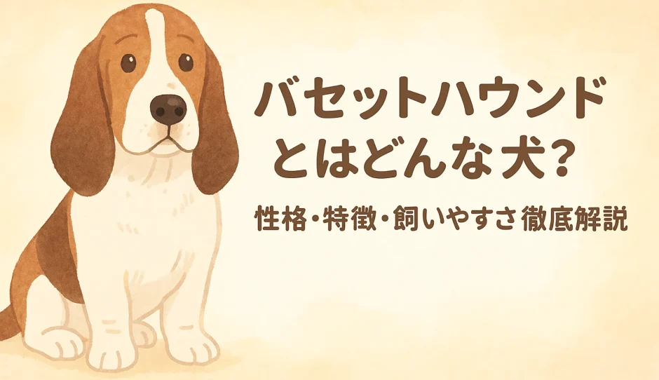 バセットハウンドとはどんな犬？性格・特徴・飼いやすさを徹底解説