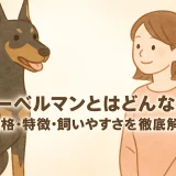 ドーベルマンとはどんな犬？性格・特徴・飼いやすさを徹底解説