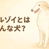 ボルゾイとはどんな犬？性格・特徴・飼いやすさを徹底解説
