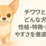 チワワとはどんな犬？性格・特徴・飼いやすさを徹底解説