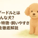 トイプードルとはどんな犬？性格・特徴・飼いやすさを徹底解説