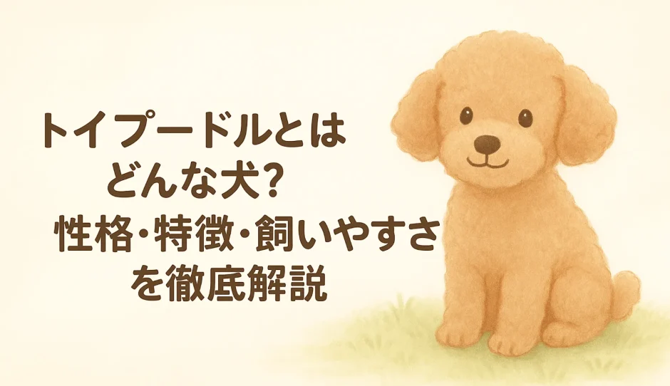 トイプードルとはどんな犬？性格・特徴・飼いやすさを徹底解説
