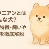 ポメラニアンとはどんな犬？性格・特徴・飼いやすさを徹底解説