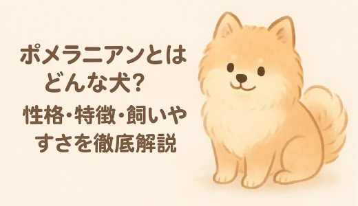 ポメラニアンとはどんな犬？性格・特徴・飼いやすさを徹底解説