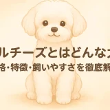 マルチーズとはどんな犬？性格・特徴・飼いやすさを徹底解説