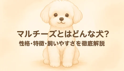 マルチーズとはどんな犬？性格・特徴・飼いやすさを徹底解説