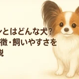 パピヨンとはどんな犬？性格・特徴・飼いやすさを徹底解説