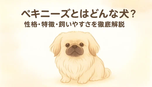 ペキニーズとはどんな犬？性格・特徴・飼いやすさを徹底解説