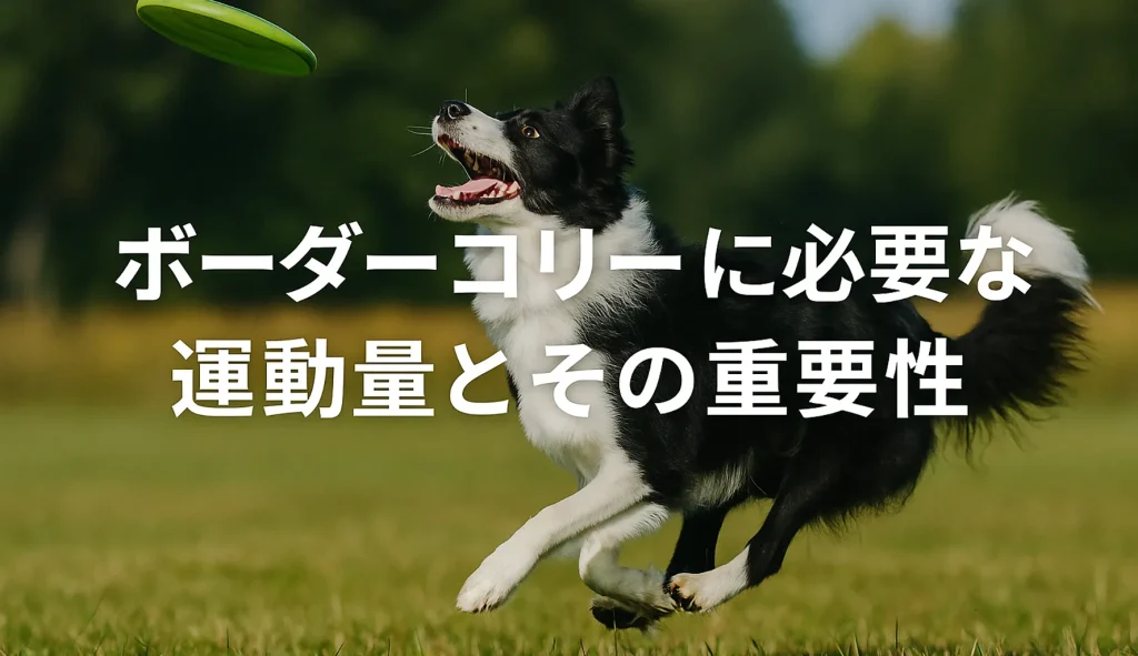 ボーダーコリーに必要な運動量とその重要性