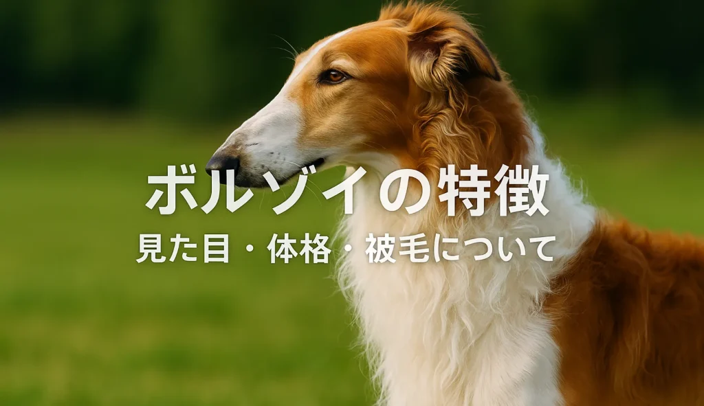 ボルゾイの特徴|見た目・体格・被毛について