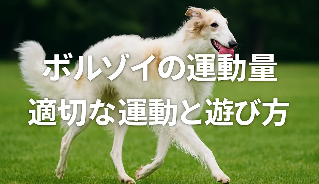 ボルゾイの運動量|適切な運動と遊び方