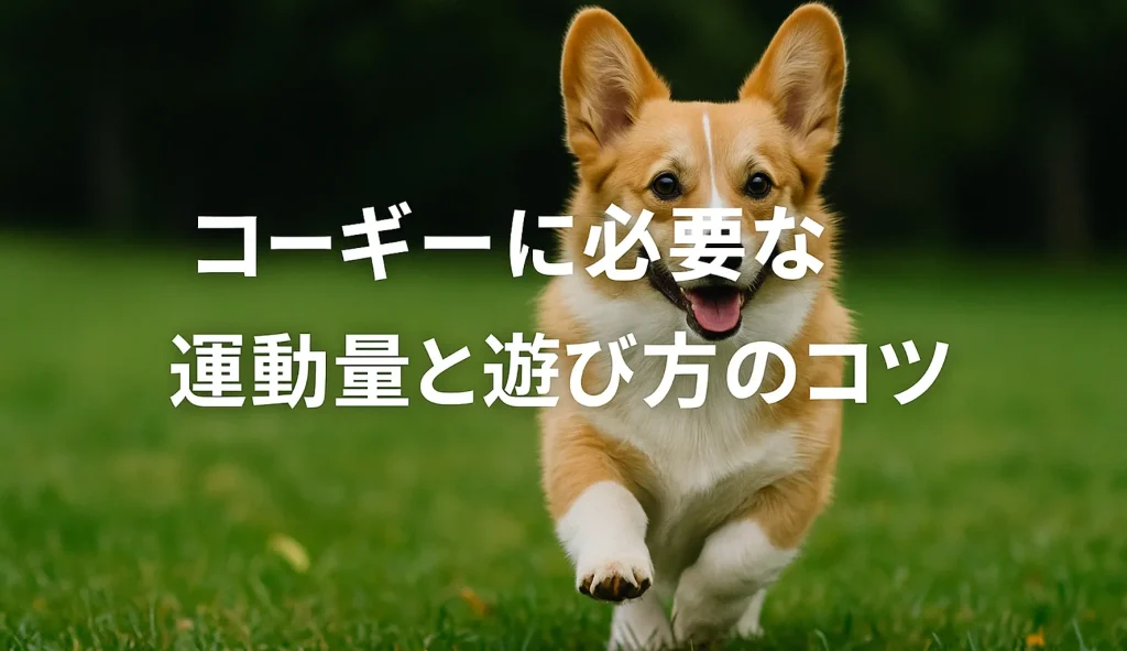 コーギーに必要な運動量と遊び方のコツ