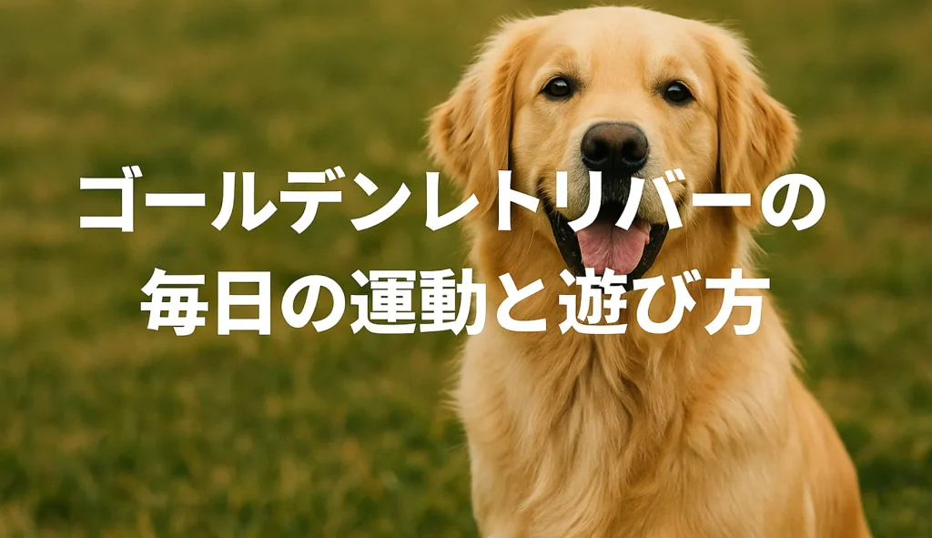 ゴールデンレトリバーの毎日の運動と遊び方