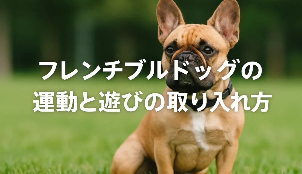フレンチブルドッグの運動と遊びの取り入れ方