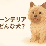 ケアーンテリアとはどんな犬？性格・特徴・飼いやすさを徹底解説