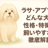 ラサ・アプソとはどんな犬？性格・特徴・飼いやすさを徹底解説