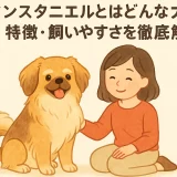 チベタンスタニエルとはどんな犬？性格・特徴・飼いやすさを徹底解説