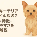 シルキーテリアとはどんな犬？性格・特徴・飼いやすさを徹底解説
