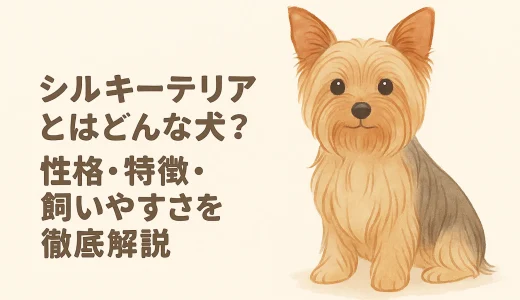 シルキーテリアとはどんな犬？性格・特徴・飼いやすさを徹底解説