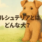 ウェルシュテリアとはどんな犬？性格・特徴・飼いやすさを徹底解説