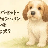 プチ・バセット・グリフォン・バンデーンとはどんな犬？性格・特徴・飼いやすさを徹底解説