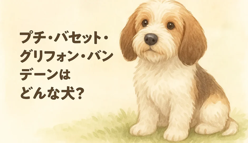 プチ・バセット・グリフォン・バンデーンとはどんな犬？性格・特徴・飼いやすさを徹底解説