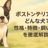 ボストンテリアとはどんな犬？性格・特徴・飼いやすさを徹底解説