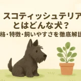 スコティッシュテリアとはどんな犬？性格・特徴・飼いやすさを徹底解説