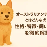 オーストラリアンテリアとはどんな犬？性格・特徴・飼いやすさを徹底解説