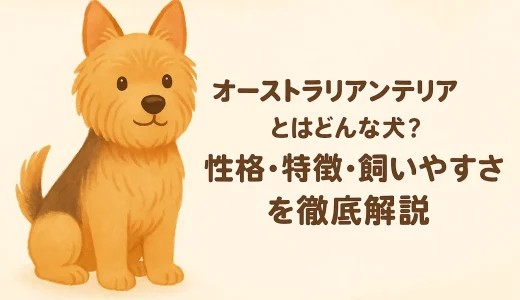 オーストラリアンテリアとはどんな犬？性格・特徴・飼いやすさを徹底解説