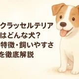 ジャックラッセルテリアとはどんな犬？性格・特徴・飼いやすさを徹底解説