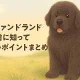 ニューファンドランドとはどんな犬？性格・特徴・飼いやすさを徹底解説