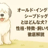 オールド・イングリッシュ・シープドッグとはどんな犬？性格・特徴・飼いやすさを徹底解説