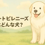 グレートピレニーズとはどんな犬？性格・特徴・飼いやすさを徹底解説
