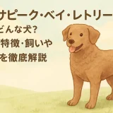 チェサピーク・ベイ・レトリーバーとはどんな犬？性格・特徴・飼いやすさを徹底解説