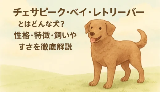 チェサピーク・ベイ・レトリーバーとはどんな犬？性格・特徴・飼いやすさを徹底解説