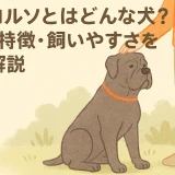 カネコルソとはどんな犬？性格・特徴・飼いやすさを徹底解説