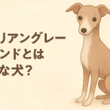 イタリアングレーハウンドとはどんな犬？性格・特徴・飼いやすさを徹底解説