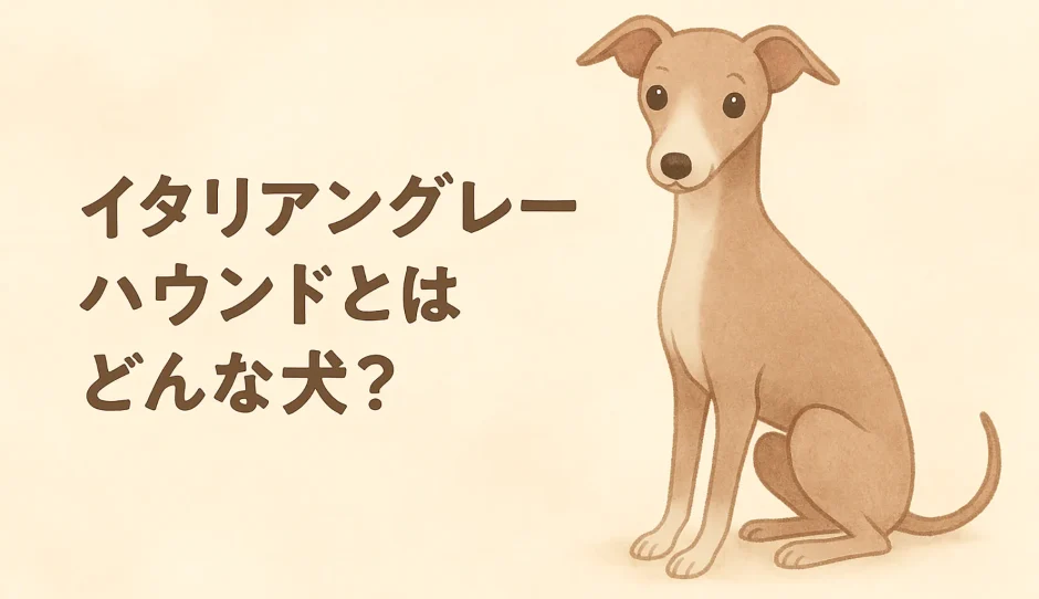 イタリアングレーハウンドとはどんな犬？性格・特徴・飼いやすさを徹底解説