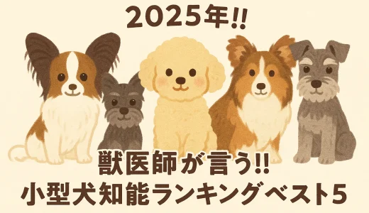 2025年!!獣医師が言う!!小型犬知能ランキングベスト5