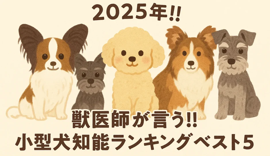 2025年!!獣医師が言う!!小型犬知能ランキングベスト5