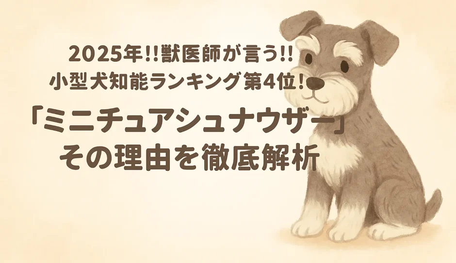 2025年!!獣医師が言う!! 小型犬知能ランキング第4位！「ミニチュアシュナウザー」その理由を徹底解析