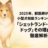 2025年!!獣医師が言う!! 小型犬知能ランキング第3位!「シェットランド・シープドッグ」その理由を徹底解析