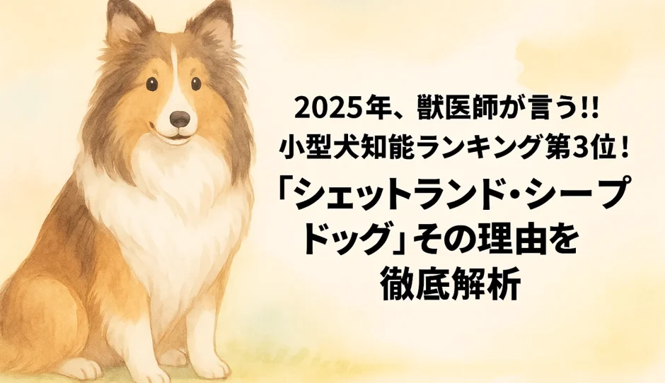 2025年!!獣医師が言う!! 小型犬知能ランキング第3位！「シェットランド・シープドッグ」その理由を徹底解析